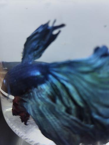 akvariumlar: Akvaryum dəsti - Şüşə akvaryum, ön hissəsi yumşaq qövs formalı, üst — 9