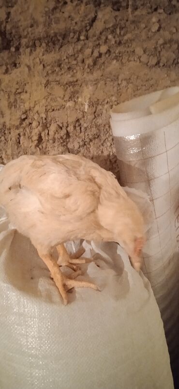 Куры, петухи: Продаю цыплят мясной породы бролерные ценна за 1шт можно на забой