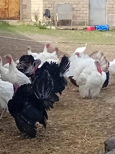 pekines gence: Erkək, Ətlik — 3