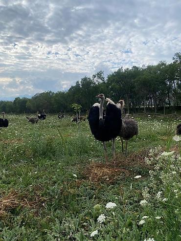 Другие с/х животные: Продаю четырех летних и молодняк страусов, цена договорная — 10