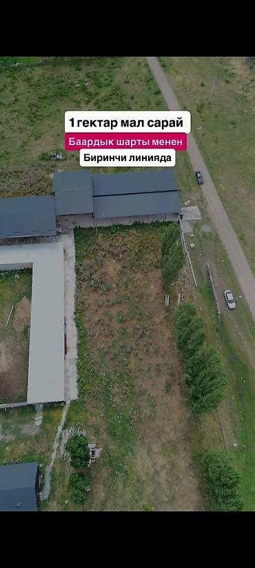 Кыймылсыз мүлк: Мүйүздүү бодо мал фермасы, 1000 соток, Жылытуу — 2