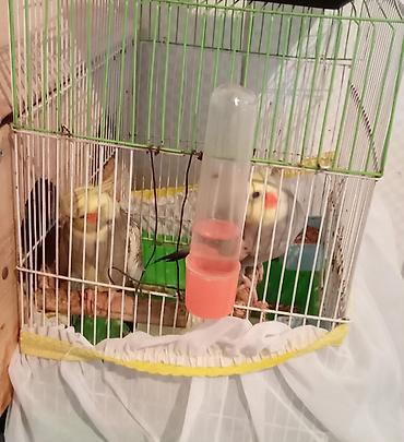 quş qaz: Nymph parakitləri (cockatiel) – cüt - Növ: Nymphicus hollandicus — 7