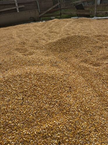 зерно ячмень: Кукуруза зерно, желтая, высушенная на подстилке. Хорошая фракция