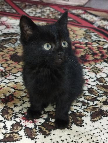 котята отдам в хорошие руки: Котята, домашние, приучены к лотку. Окрас на выбор: дымчато‑серый — 3