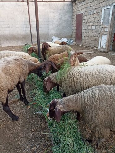 Gəmiricilər: 8 qoyun 4 quzu 1 erkey quzuların 3 dişi biri erkey qoyunlarda Çavan