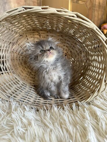 Pişiklər: Şotland yastı qulaq, Erkək, Dişi, Yaxşı əllərə, Ünvandan götürmə, Pulsuz çatdırılma, Ödənişli çatdırılma — 182