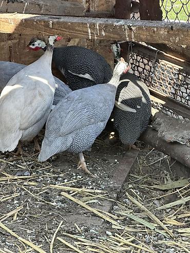 Птицы: 10 голов — 8