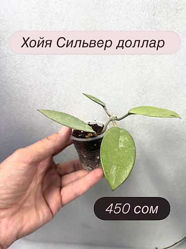 Хойи: Хойя (Hoya) Nui 400 сом( Хойя чикен фарм -300 сом Хойя Сильвер — 1