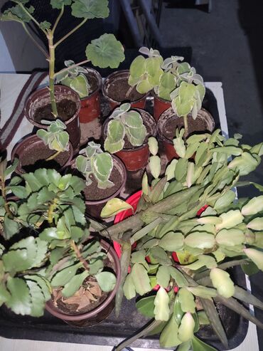 растения в горшках: Продаю цветочки по 20 сом находится в Лебединовке черенковал в горшки