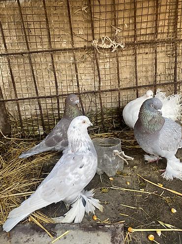 Другое мясо птицы: Домашние голуби декоративных пород. Особенности: - Пушистые оперённые — 9