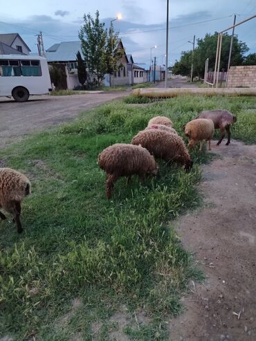 qoyun qiymeti 2019: Erkək, il: 6, 30 kq, Ətlik, Ünvandan götürmə