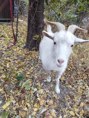 объявления о найденных животных: Продаю | Коза (самка) | Полукровка | Для разведения