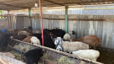 продаю овца: Продаю | Овца (самка), Ягненок, Баран (самец) | Гиссарская, Полукровка, Арашан