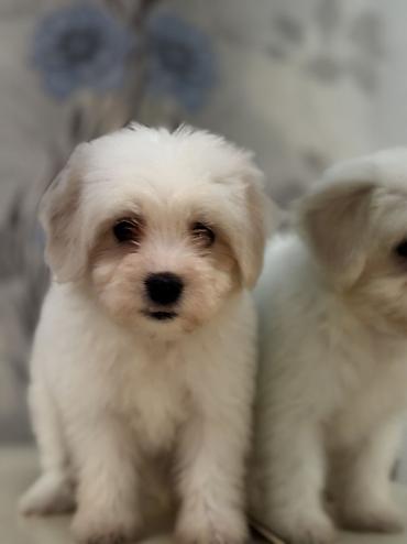 İtlər: Peyvəndli — 7