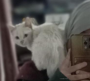 шотландская вислоухая кошка фото цена: Белый котёнок с пушистой шерстью - Окрас: сплошной белый, носик с — 2