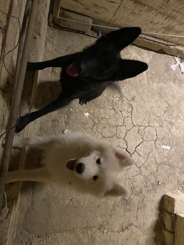 it axtarilir: Samoyed, 7 ay, Erkek, Cütləşmə üçün, Ödənişli çatdırılma