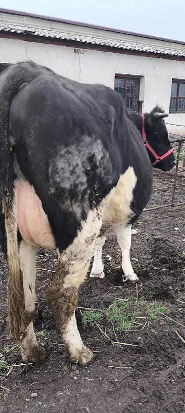 Коровы, быки: Продаю | Тёлка — 4