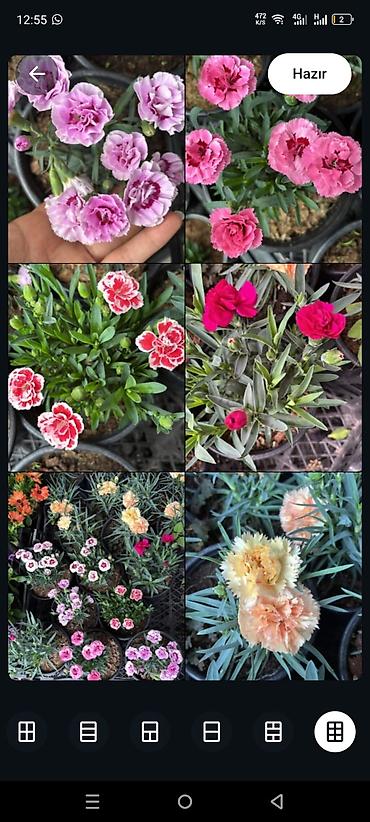 epimedium bitkisi satisi: Məhsul: Bəzək kolları və çiçəkli bitkilər kolleksiyası - Kalistemon — 3