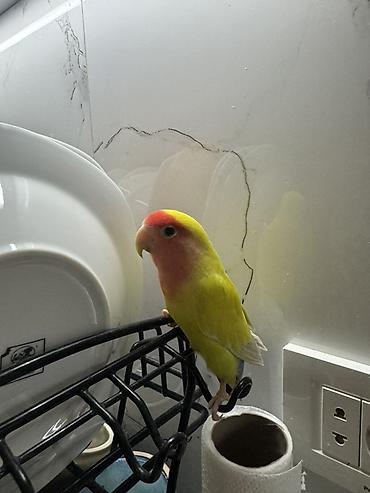 lalafo goyercin satisi: Satilir . Qeti dishlemir el qushudu. Butun esyalari ile birlikde — 2