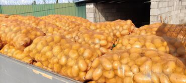 Всё для дома и сада: Продается семенной картофель первой репродукции сорта Джели 2022года