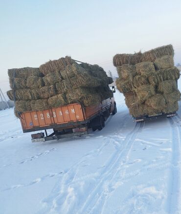 продажа сх животных: Тоо чобу сатылат доставка