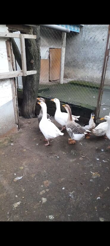 qaşqaldaq quşu: Qazlar Satılır təmiz sağlam kənd şərayitində saxlanılmış qazlardı at lalafo.az qaşqaldaq quşu: Qazlar Satılır təmiz sağlam kənd şərayitində saxlanılmış qazlardı