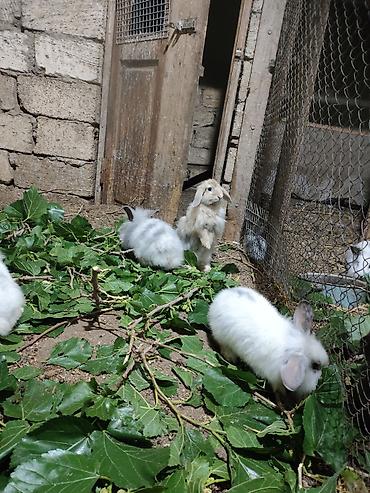 Gəmiricilər: Dovşan ferması satılır çoxdu içində balalar böyüklər hamilələr var — 1