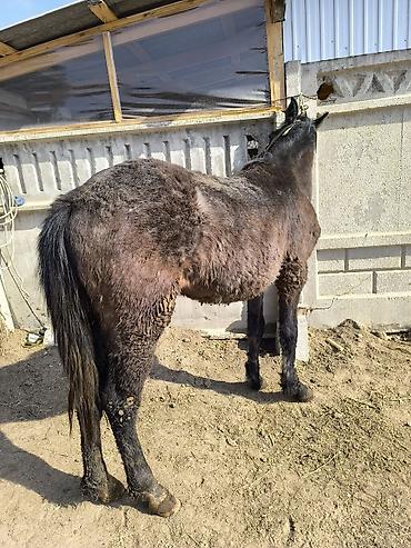 Лошади, кони: Продаю | Конь (самец) | Кара Жорго — 12