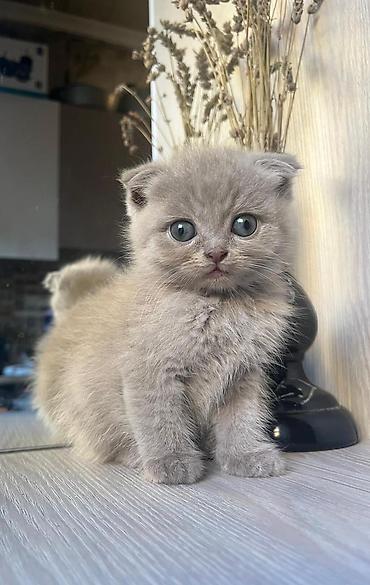Кошки: Məhsul: Pişik balaları Təsvir: - Şəkillərdə iki fərqli pişik balası — 1