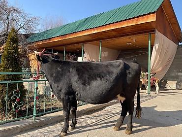 Коровы, быки: Продаю | Корова (самка) | Для молока | Привязанные at lalafo.kg — 1 Коровы, быки: Продаю | Корова (самка) | Для молока | Привязанные — 1