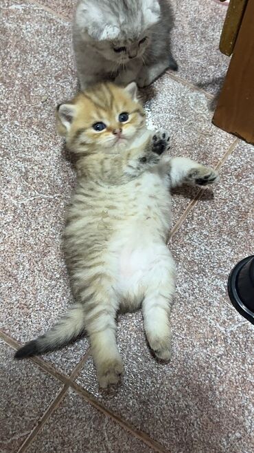 Pişiklər: Britan — 3