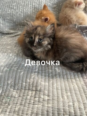 продам домик для кошки: Срочно отдам двоих котят в хорошие руки, мальчика и девочку