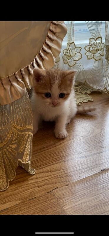 🐱pişik satıldı.Sumkası və yuvası satılır.hec işlənmiyib. 35 manata