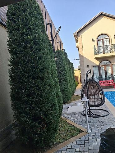 sxem: Canlı rulon qazon və landşaft abadlaşdırma xidməti - Rulon qazon — 7