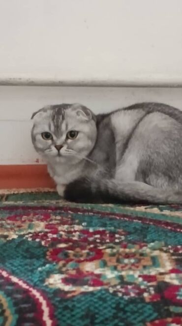 шотландская прямоухая кошка цена: Скотиш Фолд (Шотландиялык шалпаң кулак), 1 жаш, Ургаачы, Боз, Документтери менен, Эмделген, Лотокко барууга үйрөтүлгөн