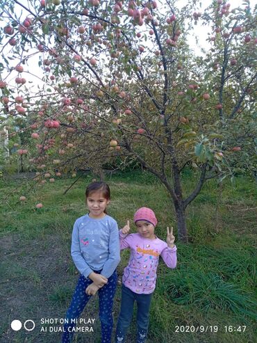 автомойка в аренду ош: 4 соток, Для сельского хозяйства, Красная книга