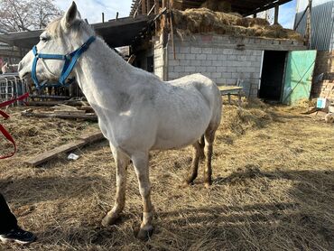 Лошади, кони: Продаю | Кобыла (самка) | Рабочий — 3