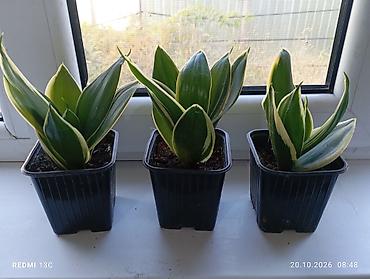 алоэ купить: Сансевиерия Ханни вариегатная (Sansevieria Hahnii, карликовая форма) в — 1