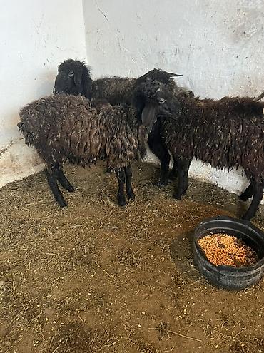 Баран, овца: Продаю | Овца (самка) | Для шерсти | Ярка — 1