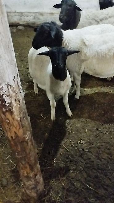 Баран, овца: Продаю | Баран (самец) | Для разведения | Племенные — 13