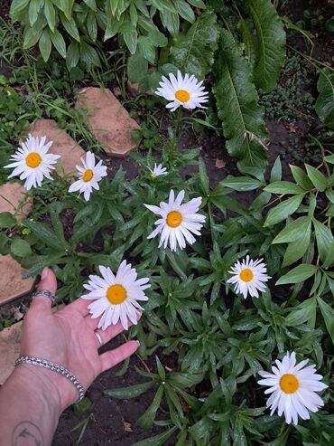 клубника саженцы цена: Көчөттөр гүлдүн: Ромашкалар, Өзү алып кетүү