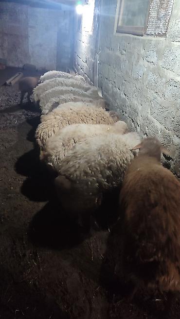 Qoyunlar, qoçlar: Sağlam cavan heyvanlardi kom satılır Kurdexanidadi. Ümumi 12 Heyvandi — 8