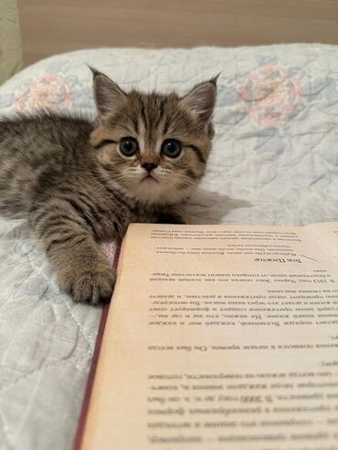 котята в добрые руки бесплатно: Скотиш Страйт (Шотландиялык тик кулактуу), 2 айлык, Ургаачы