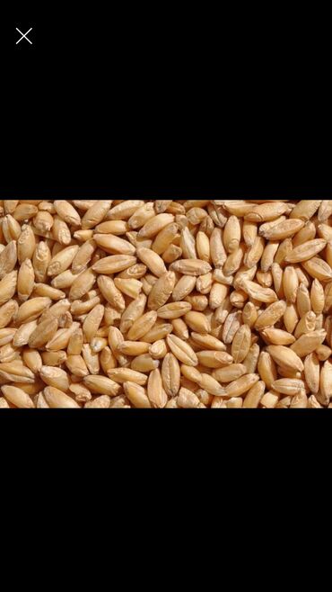 аир подс цена бишкек: Пшеница в мешках сухая,засор есть. Россия Так-же есть дроблённая