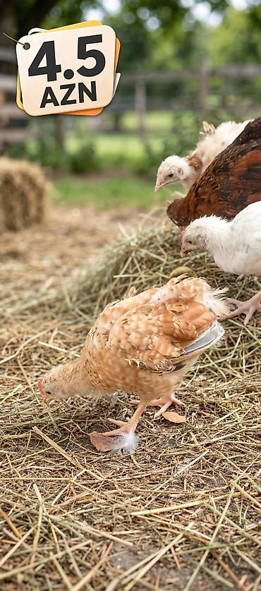 quş papuqay: Yerli çolpalar – cəmi 5 AZN! 🔥 🐔 Sağlam və keyfiyyətli 🌿 Təbii — 4