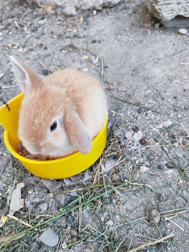 ordek satisi: Cins dovşanlar satılır