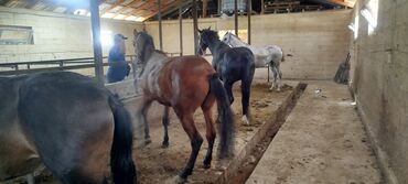 сколько стоит хомяк в зоомагазине: Сойгонго семиз жылкылар сатылат - Породы/масти: темно-гнедая/вороная