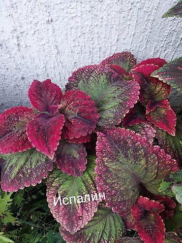 Другие садовые цветы и кустарники: Открыта продажа КОЛЕУСОВ (цена за не укорененный срез 100 сом) В — 4