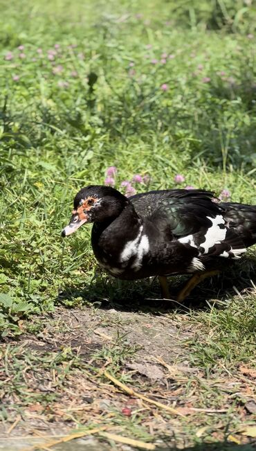 Ördəklər: Muscovy ördəyi (indoutka) – qarışıq qara-ağ lələklər, qırmızı karnizli — 7
