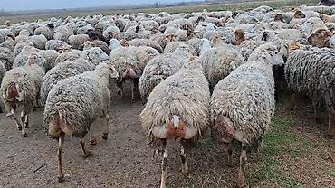 sudluk inekler satışı: Qoyun sürüsü – ət və yun istehsalı üçün damzdix satlir 700 baş tef — 7